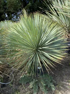 Pot 15-20  L Hauteur 80 cm (hors pot)