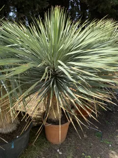 Pot 50L Hauteur 140 cm (hors pot)