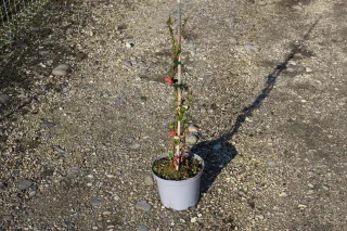 Pot 3L hauteur moyenne 40/60 cm (hors pot)