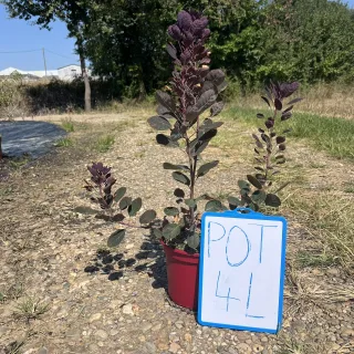 Pot 4L