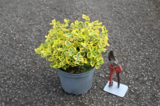 Pot 3L
