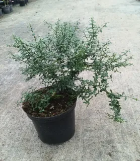 Pot 5L sur poncirus - formé en touffe
