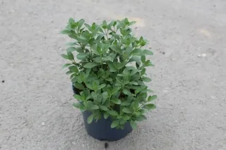 Pot 3L
