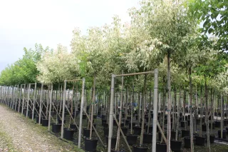 Pot 30L formé en tige de 200 cm, avec une force de 6 à 8 cm, pour une hauteur totale de 300 à 350 cm (hors pot)