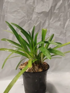 Pot 1L