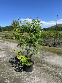 Pot 7L Hauteur 100/125 cm (hors pot)