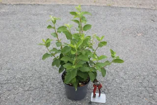 Pot 3L hauteur moyenne 30/40 cm (hors pot)