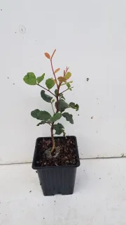 Pot GodetL