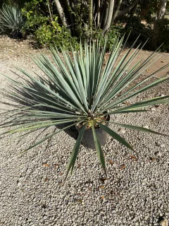 Pot 10L Hauteur 60 cm (hors pot)