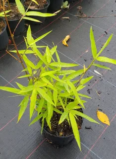 Pot 1.5L