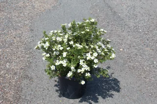 Pot 7.5L