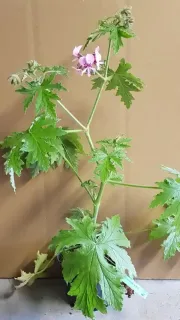 Pot 3L