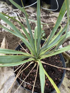 Pot 5L Hauteur 30 cm (hors pot)