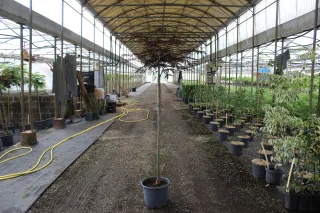 Pot 15L formé sur une tige de 130 cm, pour une hauteur totale de 180 à 200 cm (hors pot)