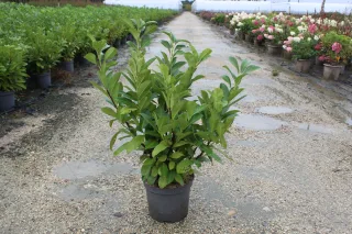 Pot 10L hauteur moyenne 60/80 cm (hors pot)