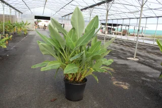 Pot 50L