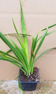 Pot GodetL