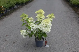 Pot 5L