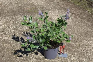 Pot 3L