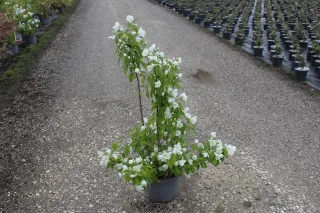 Pot 7.5L