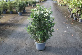 Pot 15L hauteur moyenne 100/125 cm (hors pot)