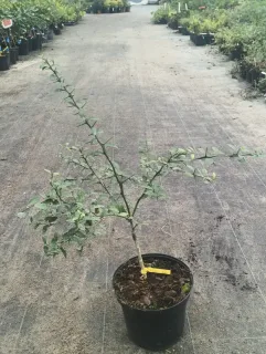 Pot 5L sur poncirus - formé en touffe