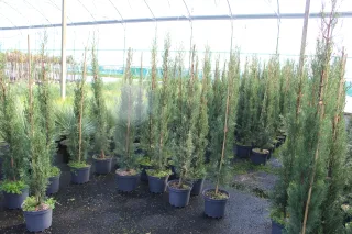 Pot 7.5L hauteur moyenne 150/175 cm (hors pot)