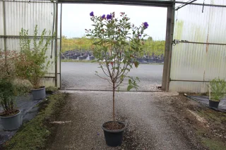 Pot 13L Forme sur tige : tronc de 80-100 cm, hauteur totale 120-140 cm