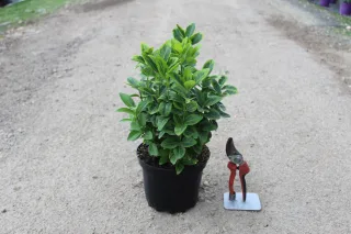 Pot 3L hauteur moyenne 20/30 cm (hors pot)