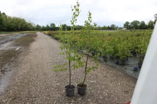 Pot 5L formé en baliveau hauteur variable entre 100-150 cm (hors pot)