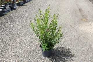 Pot 3L hauteur moyenne 60/80 cm (hors pot)
