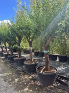 Pot 250L tronc de 100 cm hauteur totale 200/220 cm