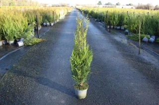 Pot 5L hauteur moyenne 100/125 cm (hors pot)