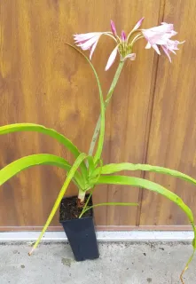 Pot 2.5L