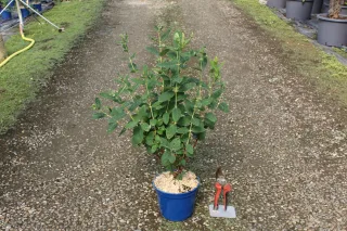 Pot 2L hauteur moyenne 20/40 cm (hors pot)