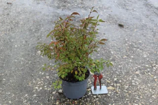 Pot 3L hauteur moyenne 30/40 cm (hors pot)