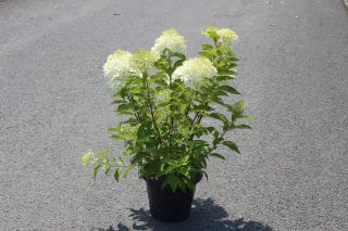 Pot 7.5L