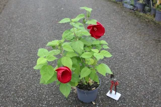 Pot 3L