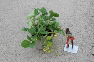 Pot 2L hauteur moyenne 20/40 cm (hors pot)