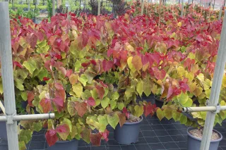 Pot 15L Touffe