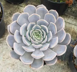 Pot 2.5L