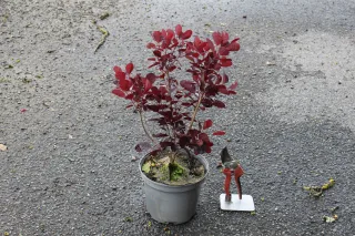 Pot 3L