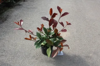 Pot 3L hauteur moyenne 30/40 cm (hors pot)