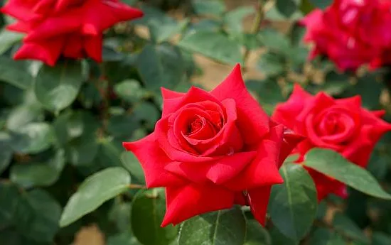 Rosier 'Hacienda '