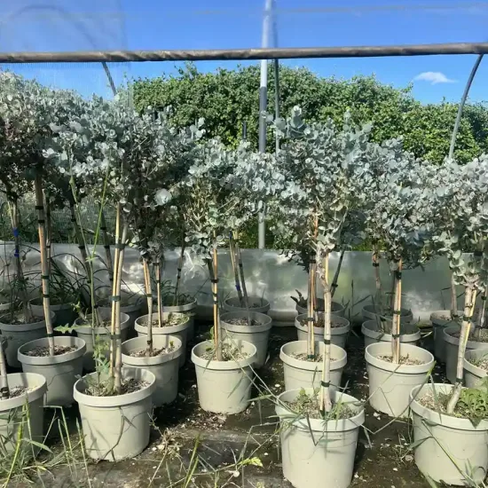 Eucalyptus à feuilles rondes 'Azura'