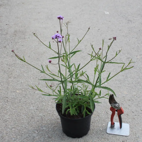 Verveine 'Lollipop'