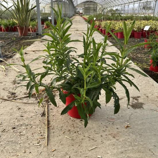 Verveine 'Lollipop'