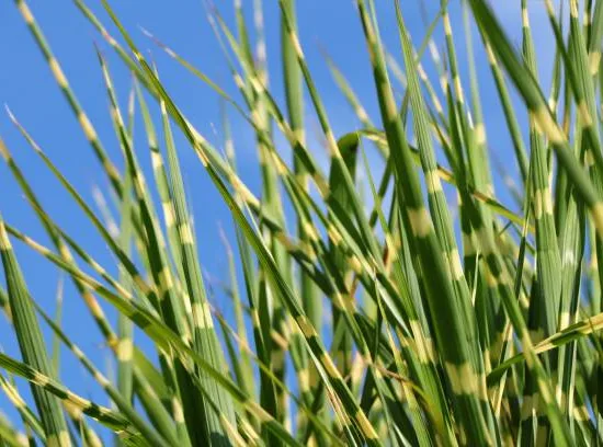 miscanthus sinensis zebrinus, miscanthe, roseau de chine