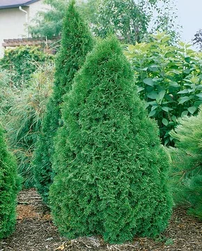 Thuya émeraude 'Emeraude'