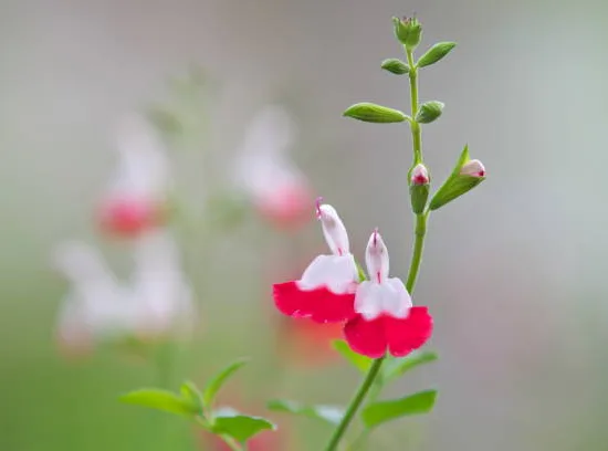 Sauge "hot lips"